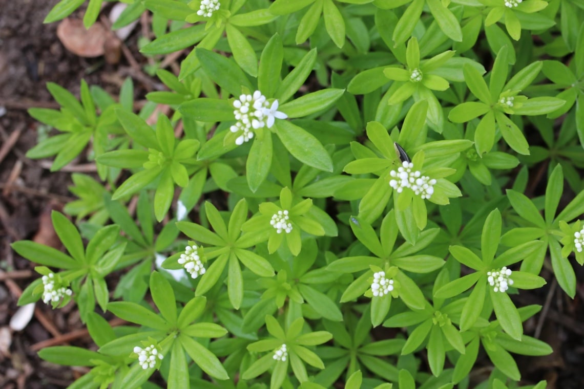 Waldmeister (Galium odoratum)