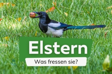 Was fressen Elstern? | Erstaunlich vielseitige Nahrung