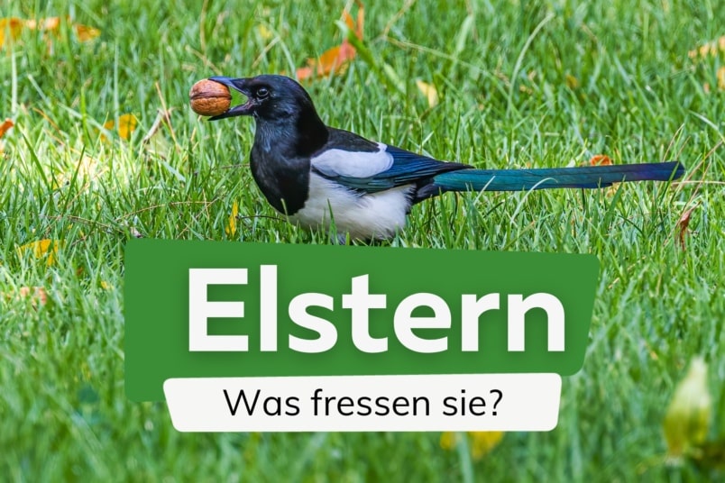 Was fressen Elstern? | Erstaunlich vielseitige Nahrung