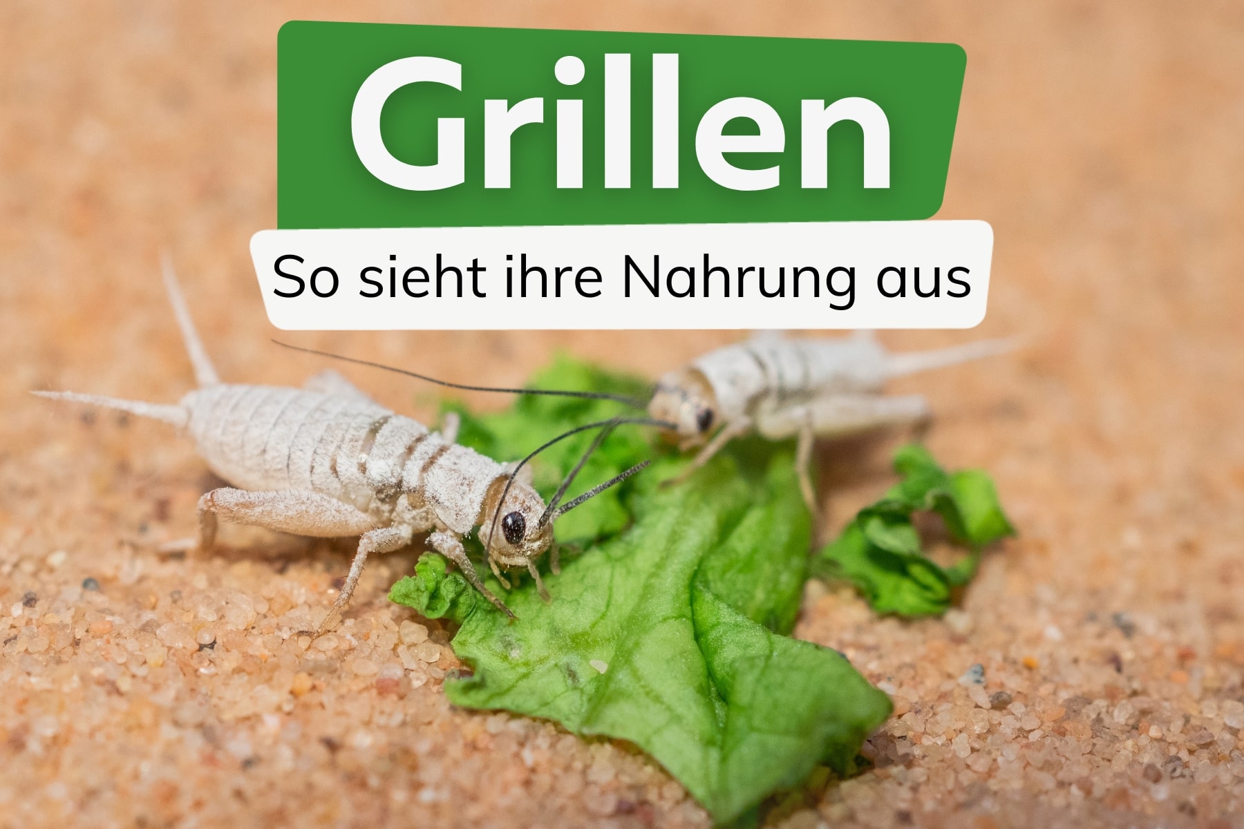 Was fressen Grillen im Garten?