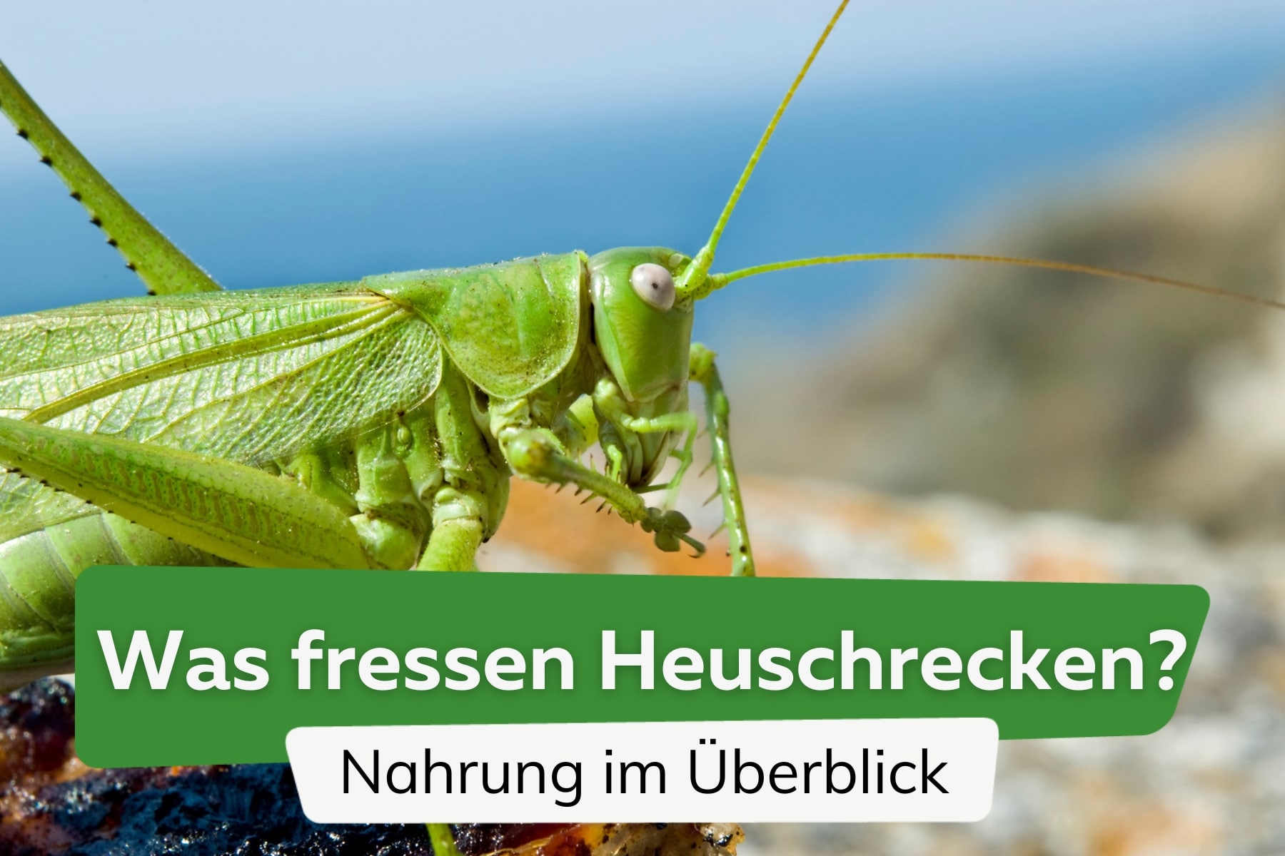 Was fressen Heuschrecken? | Nahrung im Überblick