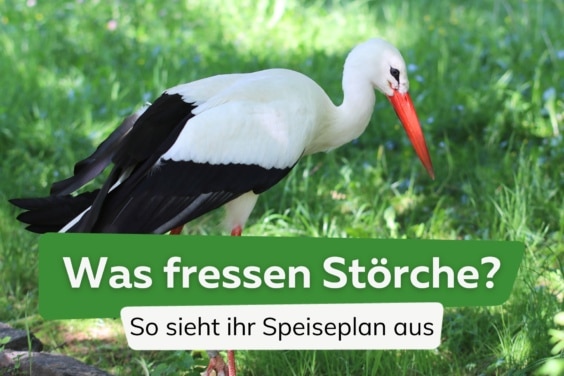 Was fressen Störche? | Diese 5 Dinge isst er gern