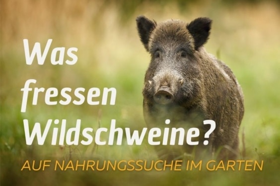 Wildschwein titel