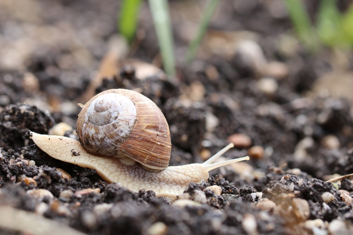 Weinbergschnecke (Helix pomatia)