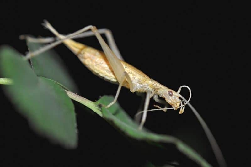 Weinhähnchen (Oecanthus pellucens)