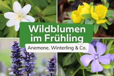 Wildblumen im Frühling