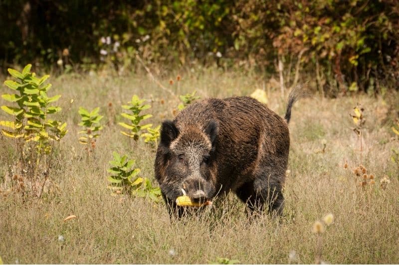 Wildschwein mit Nahrung