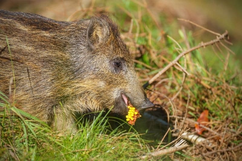 Wildschwein Frischling auf der Suche nach Nahrung und frisst Mais