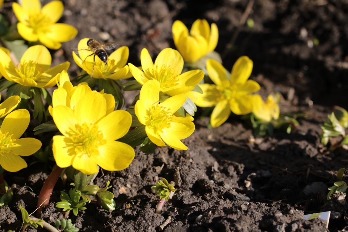 Winterling (Eranthis hyemalis)