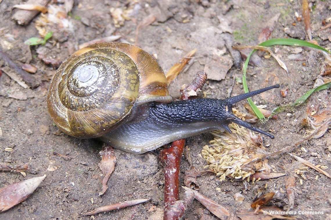 Wirtelschnecke (Aegopis verticillus)