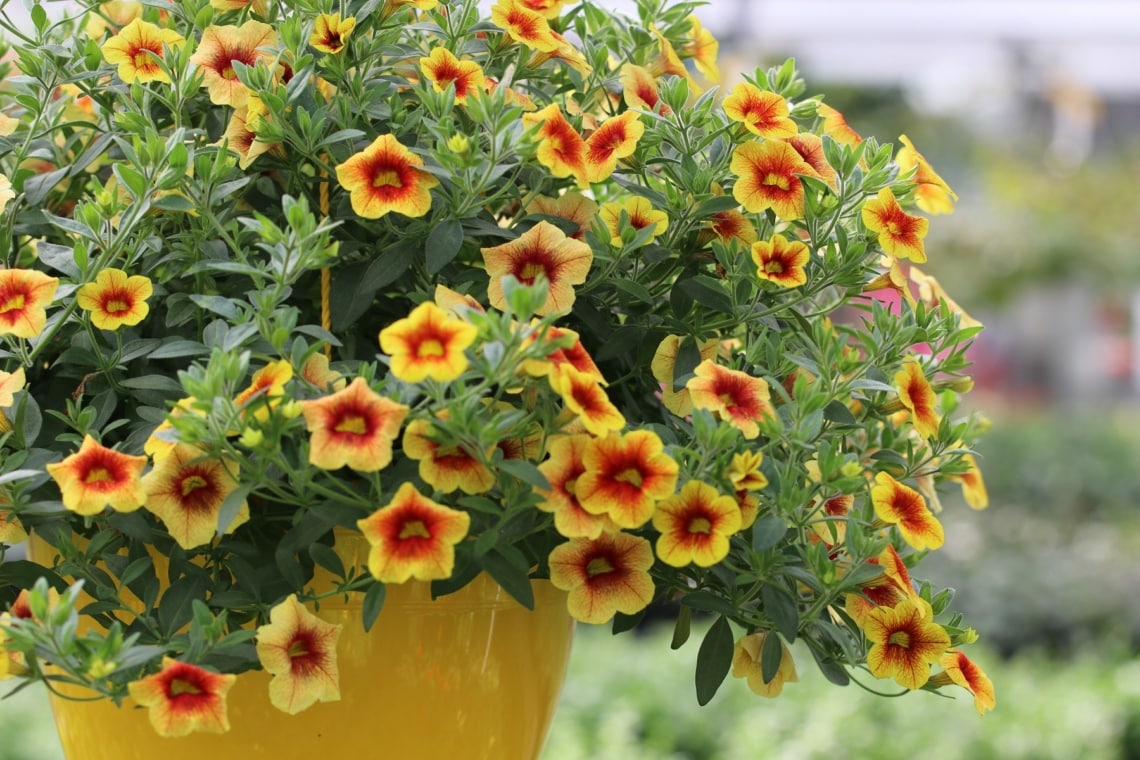 Zauberglöckchen (Calibrachoa)