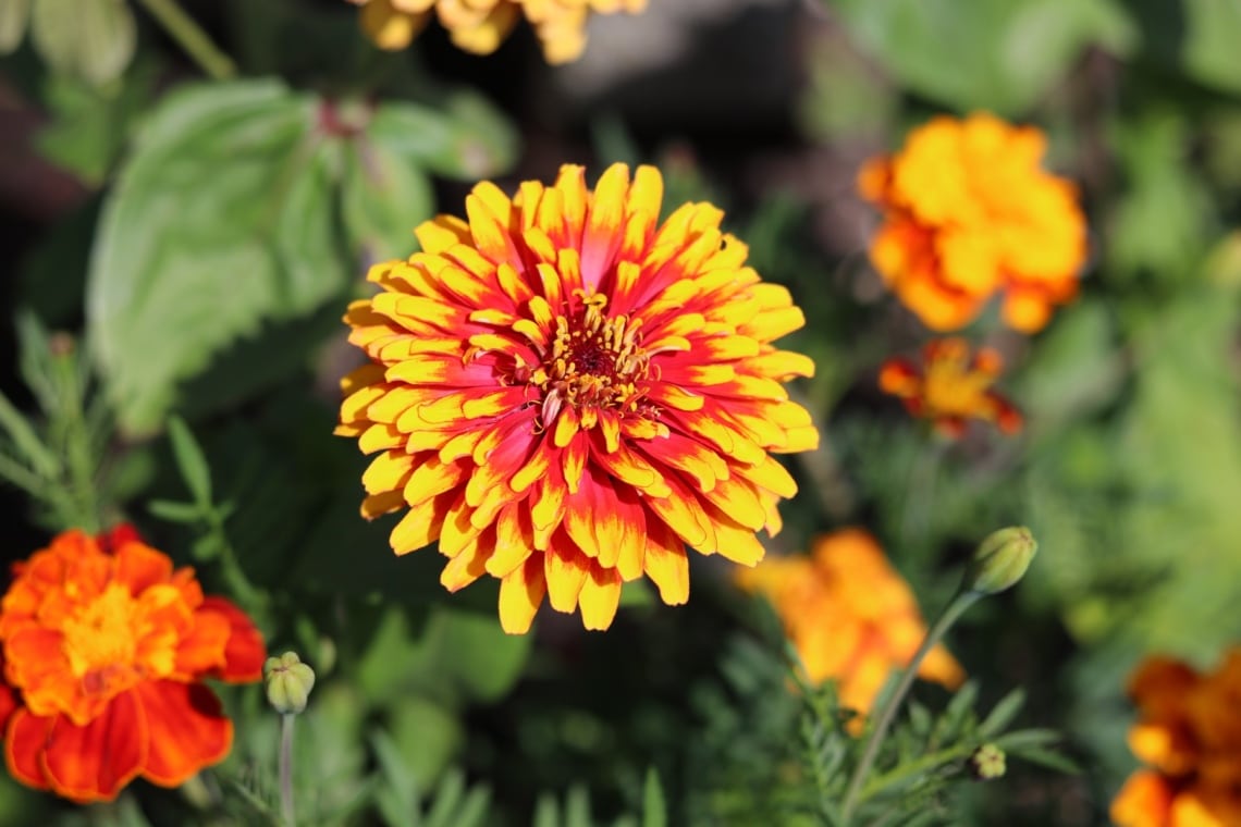 Zinnie (Zinnia elegans) 'Swizzle scarlet and yellow'