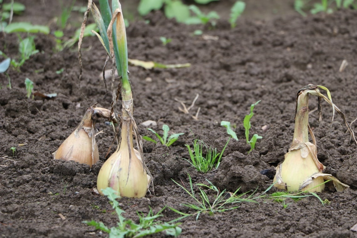 Zwiebel (Allium cepa)