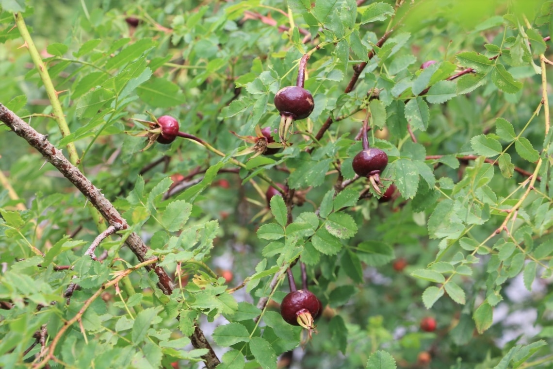 Bibernellrose (Rosa pimpinellifolia var. altaica)