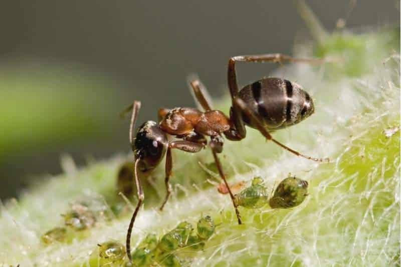 Blutrote Raubameise (Formica sanguinea)