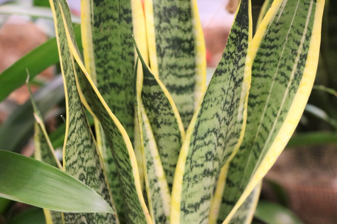 Bogenhanf (Sansevieria trifasciata)