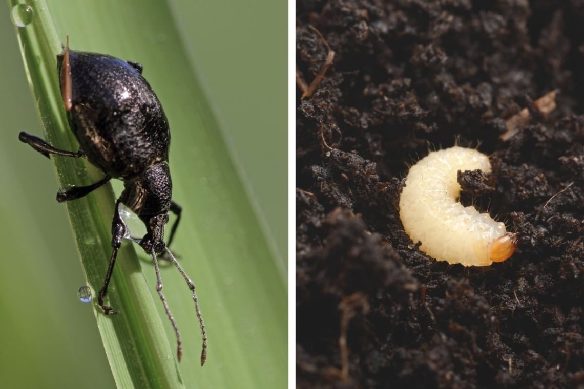 Gefurchter Dickmaulrüssler (Otiorhynchus sulcatus) - Käfer (links) und Larve (rechts)