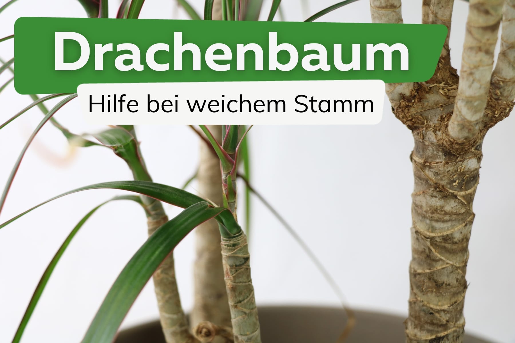 Drachenbaum-Stamm wird weich und fault: wie retten?