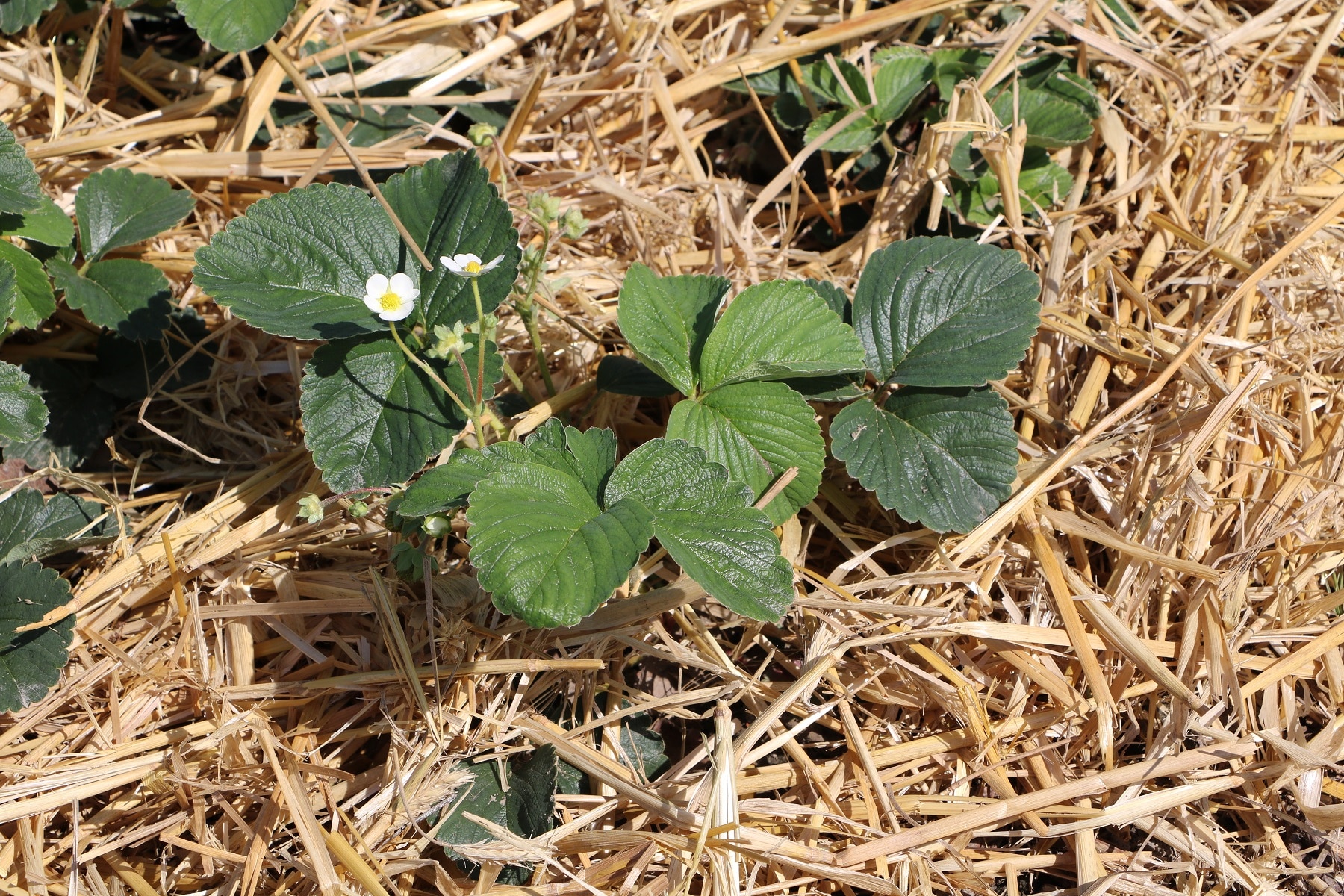 Gelbe oder braune Blätter an Erdbeeren was tun? Hortica.de