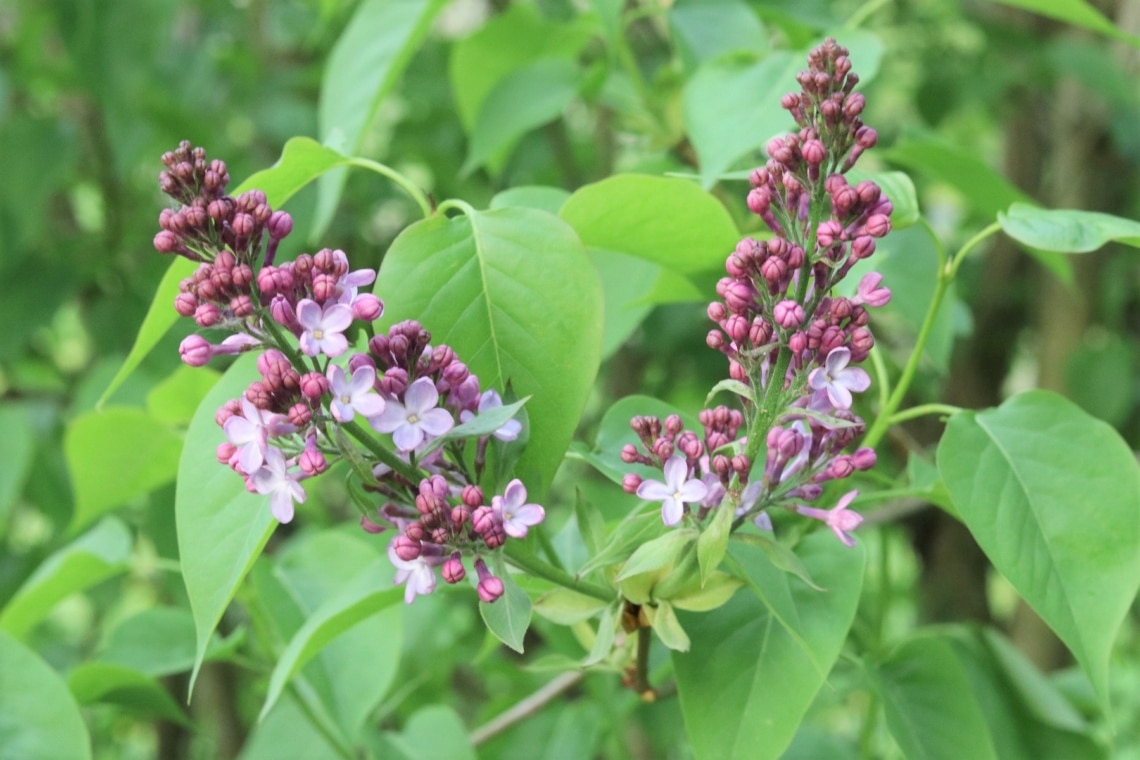 Gemeine Flieder (Syringa vulgaris)