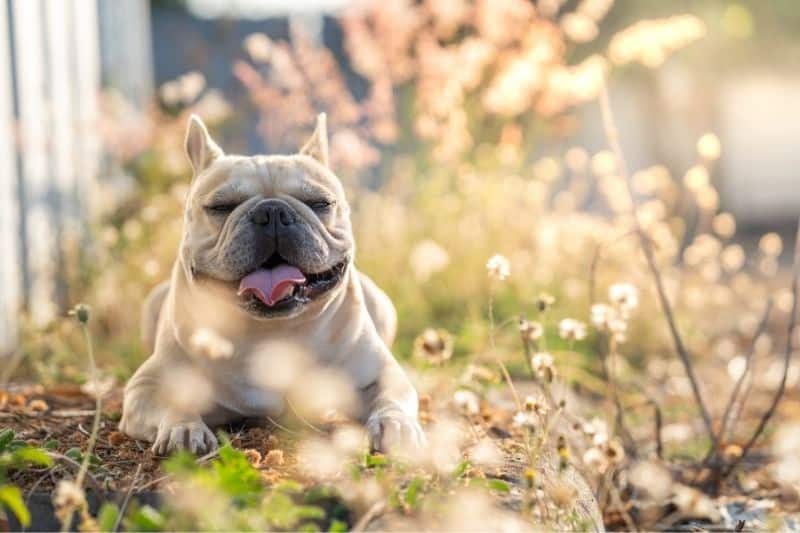 Französische Bulldogge