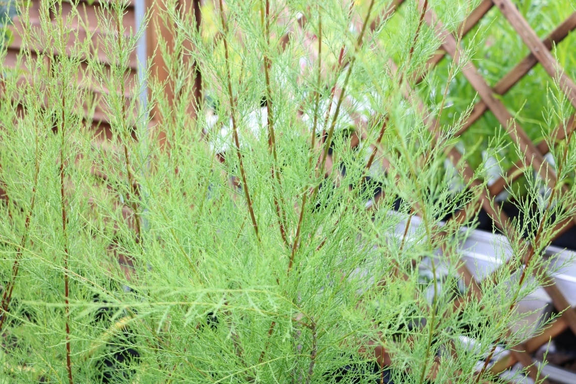 Frühlings-Tamariske (Tamarix parviflora)