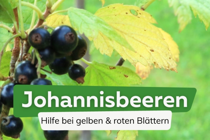 Rote und gelbe Blätter an Johannisbeeren: was tun?