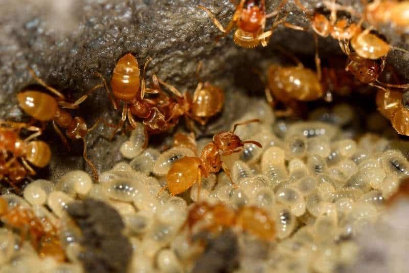 Gelbe Wiesenameise (Lasius flavus)