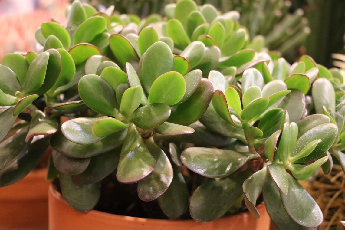 Geldbaum (Crassula ovata)