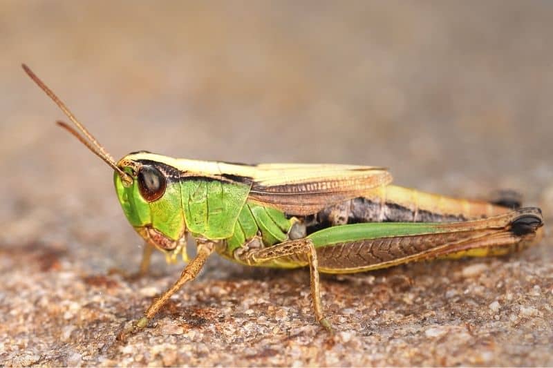 Gemeiner Grashüpfer (Chorthippus parallelus)