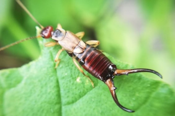 Gemeiner Ohrwurm (Forficula auricularia)