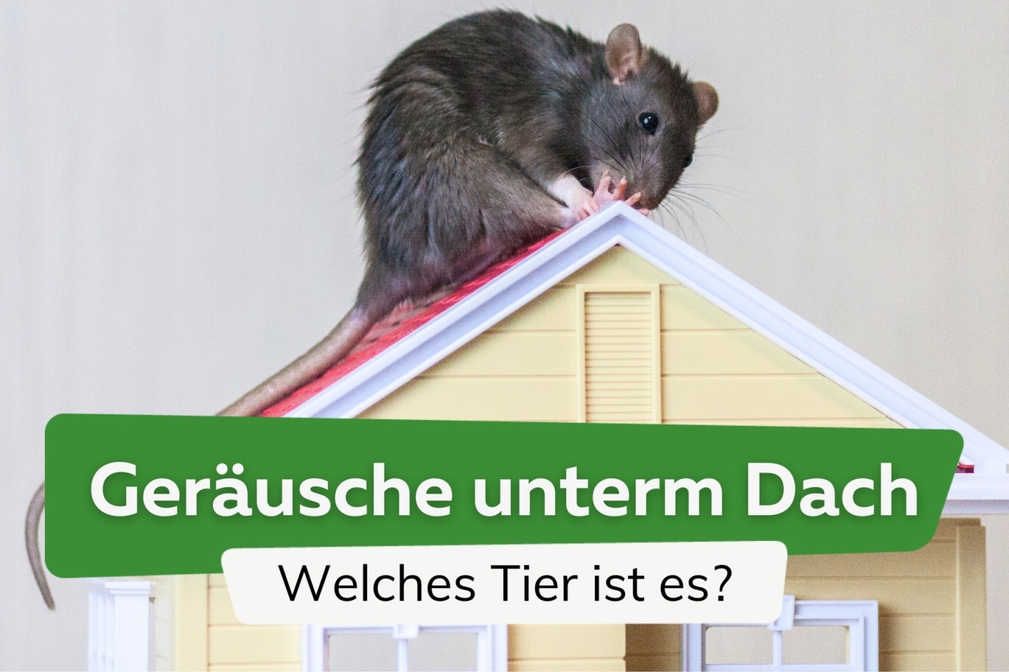 Tier Auf Dem Dach Nachts