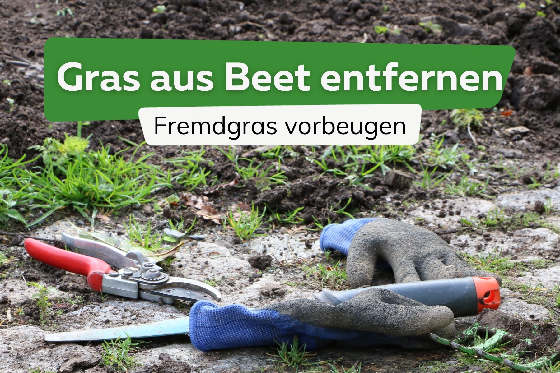 Gras und Rasen im Beet entfernen und verhindern