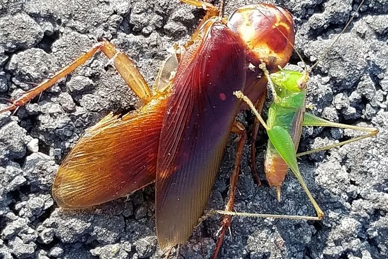 Grashüpfer frisst von toter Kakerlake