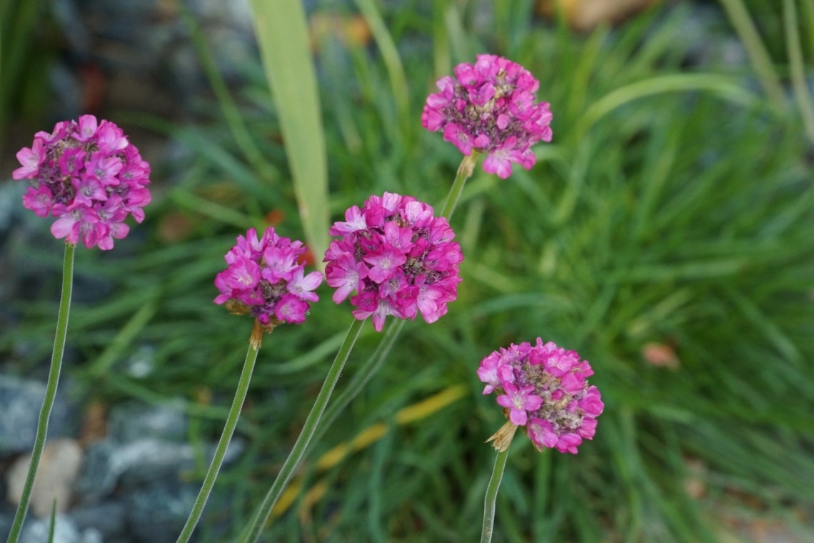 Grasnelke (Armeria)