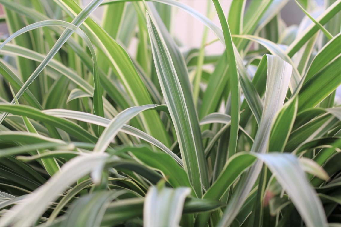 Grünlilie (Chlorophytum comosum)