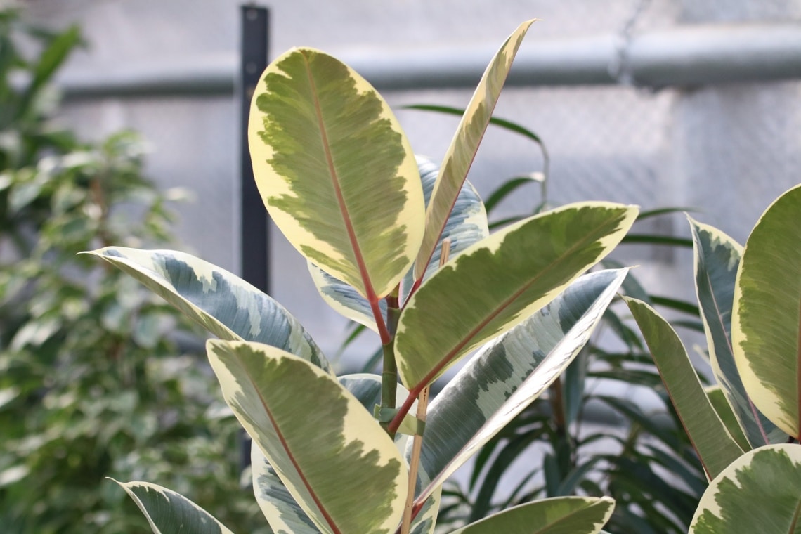 Gummibaum (Ficus elastica)