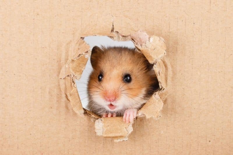 Hamster schaut durch ein Loch in einer Pappe