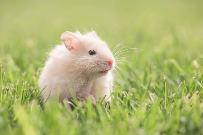 Hamster im Gras