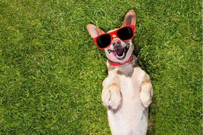 Hund liegt in der Wiese mit Sonnenbrille