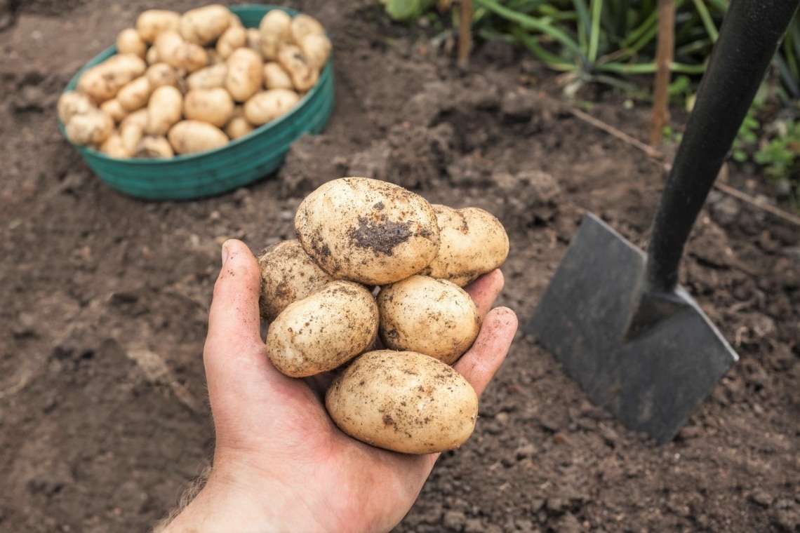 Kartoffeln ernten