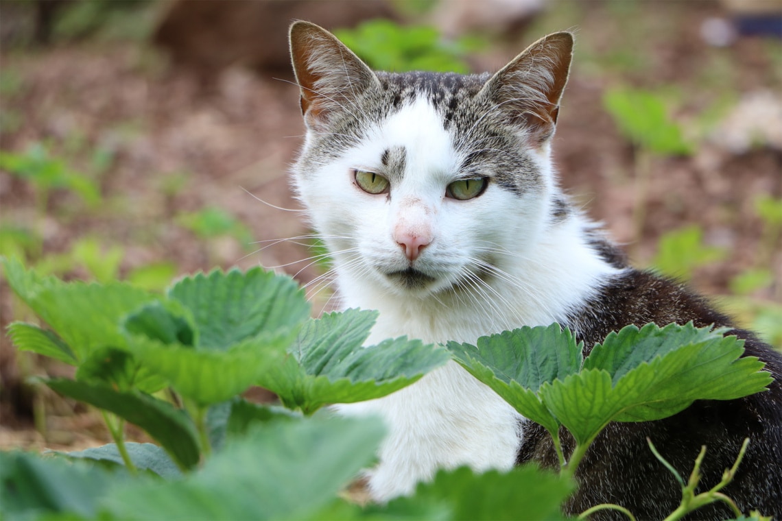 Katze im Garten