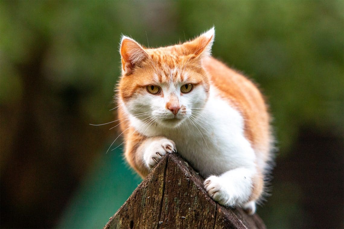 Rot-weißer Kater auf Zaun