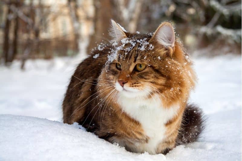 Sibirische Waldkatze im Schnee