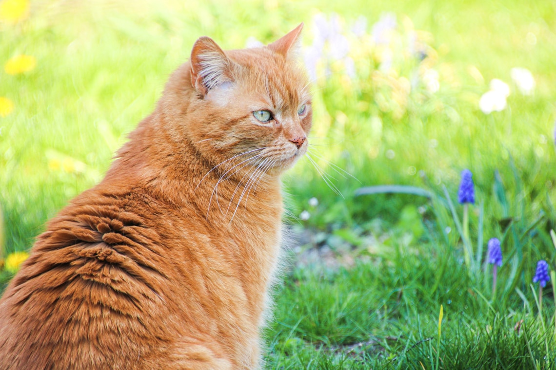 Kater in der Wiese