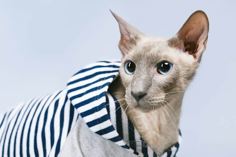 Katze Rasse Peterbald