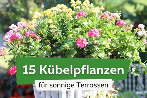 15 Kübelpflanzen für volle Sonne auf der Terrasse