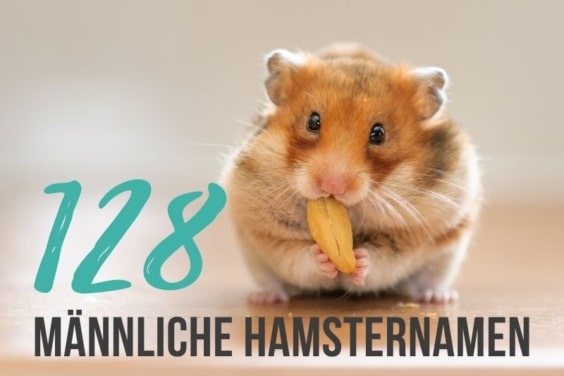 Männliche Hamsternamen