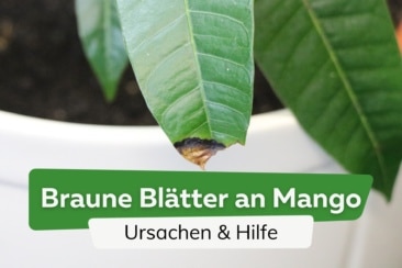 Mango-Pflanze bekommt braune Blätter/Flecken: was tun?