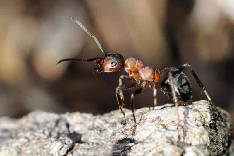 Gemeine Rasenameise (Tetramorium caespitum)